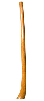 Gloss Finish Flared Didgeridoo (TW1064)